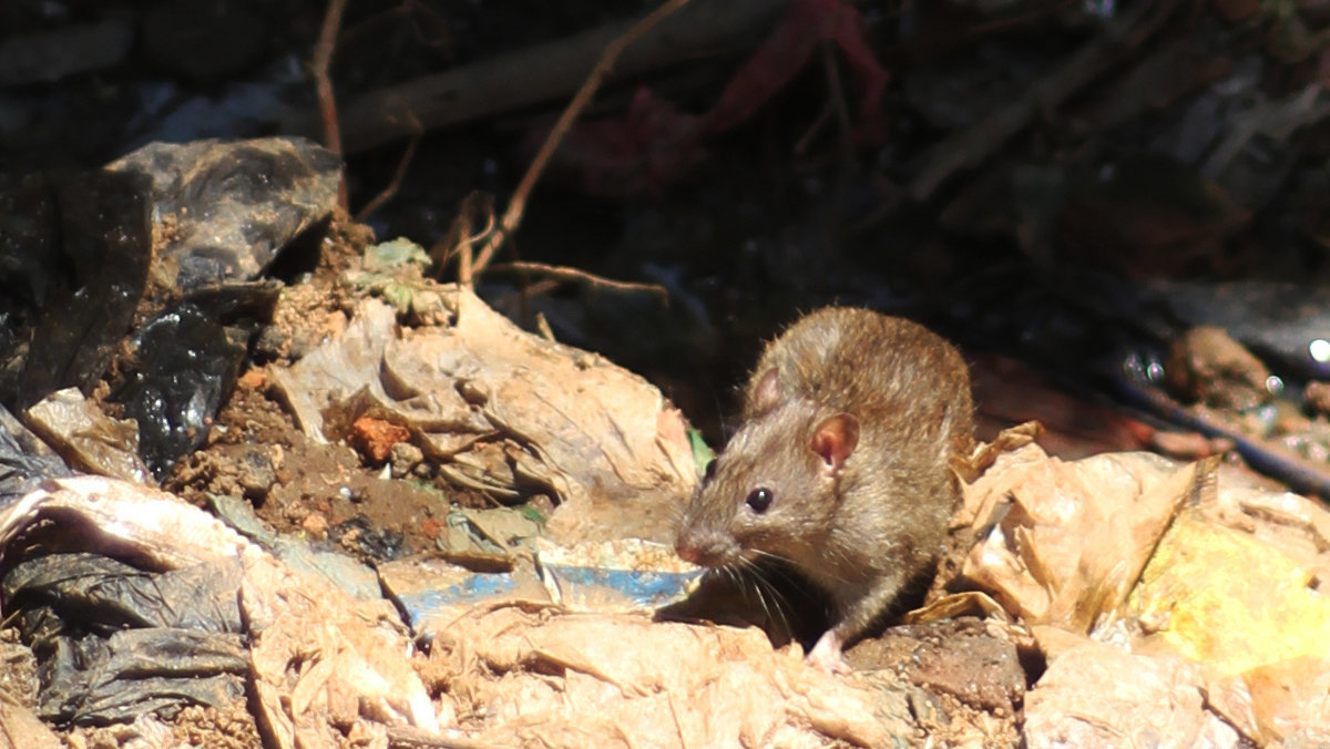 The Black Death is killing people.  Madagascar is facing its worst plague outbreak in years.